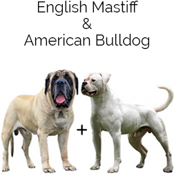 Masti-bull Dog